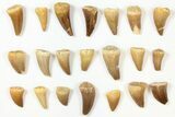 Lot: Assorted Fossil Mosasaur Teeth - Pieces #134127-1